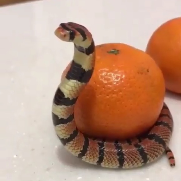 Meet your Posher, Reilly - Picture 1 of 1